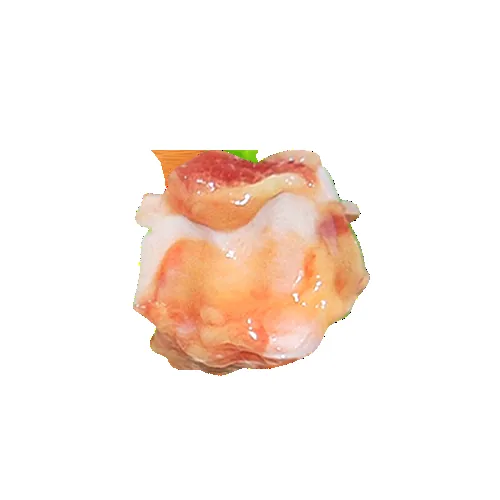 Knee Joint Bone