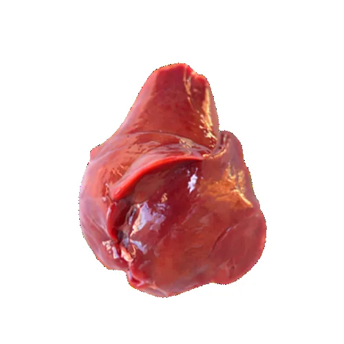 Liver